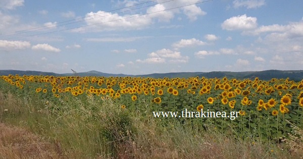 Λύση για την καλλιέργεια ηλίανθου ζητάει ο πρόεδρος της Ένωσης Ορεστιάδας