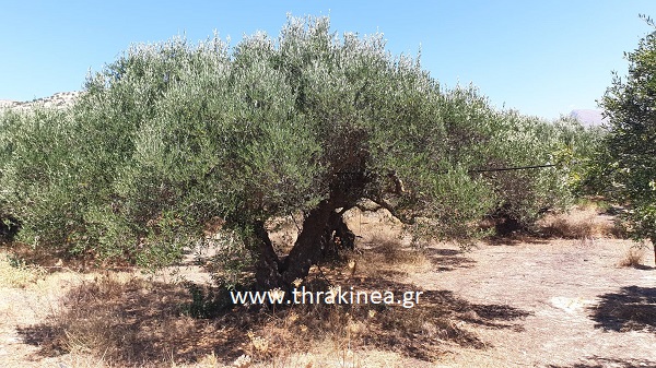 Στήριξη στους μικρομεσαίους αγρότες με τη νέα ευρωπαϊκή αγροτική πολιτική