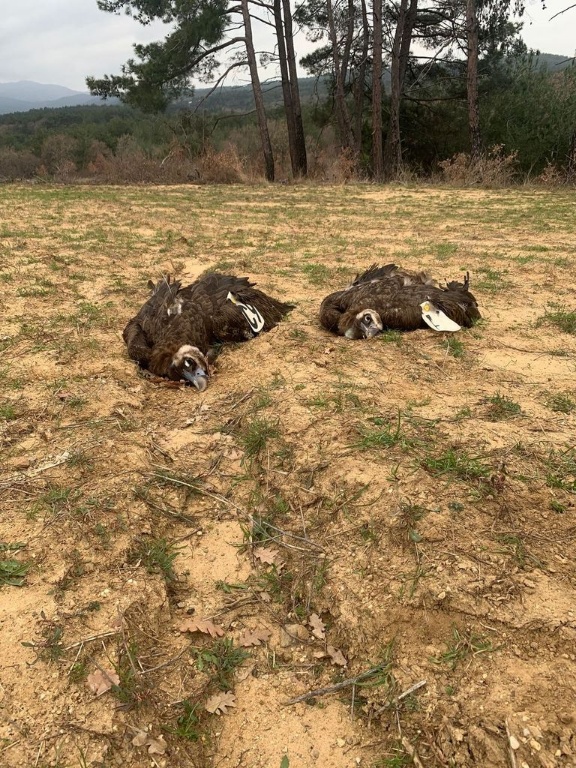 Ο μοναδικός πληθυσμός του μαυρόγυπα ξανά σε κίνδυνο