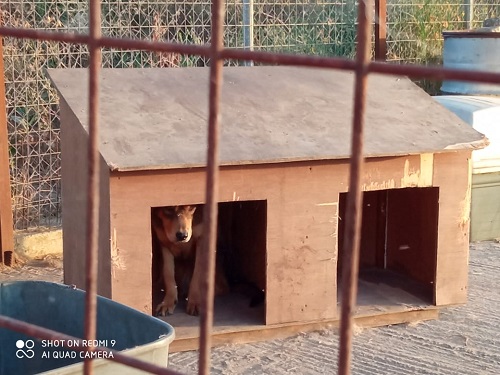 Ακριβά πληρώθηκαν τα σπιτάκια σκύλων υποστηρίζει η παράταξη του δήμου Ορεστιάδας «Είναι στο χέρι μας»
