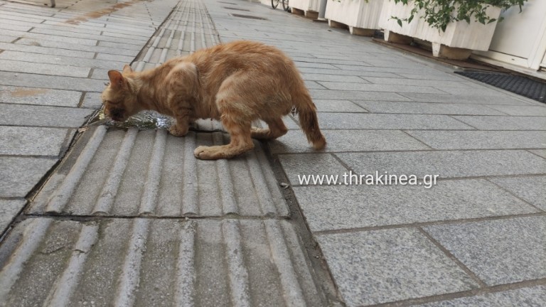 Γάτος, ψήφος και απορία