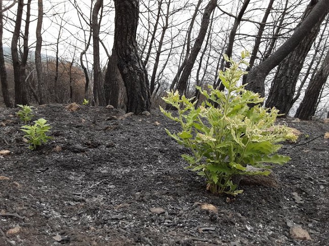 Το δάσος γεννιέται ξανά μέσα από τις στάχτες του – Δείτε την εικόνα από καμένη έκταση του Έβρου