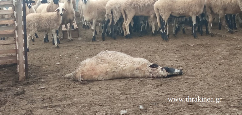 Σοκαριστικές εικόνες από επίθεση άγριων ζώων