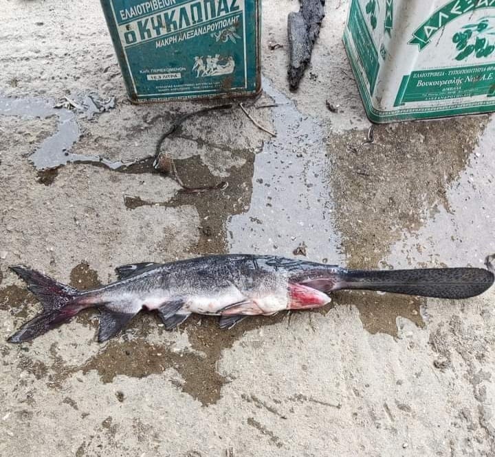 Για πρώτη και ίσως μοναδική φορά αλιεύτηκε αυτό το ψάρι στη Θράκη