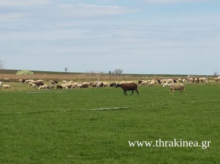 Για την αποφυγή της ολοκληρωτικής καταστροφής της κτηνοτροφίας. . .