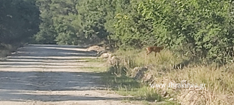 Το συγκλονιστικό μήνυμα πυροσβέστη για τη φωτιά στη Δαδιά μέσα από το thraki Νεα