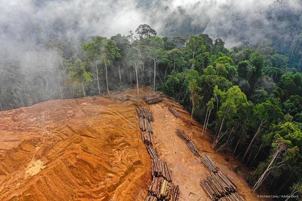 Το Ευρωπαϊκό Κοινοβούλιο εγκρίνει νέο κανονισμό κατά της παγκόσμιας αποψίλωσης των δασών