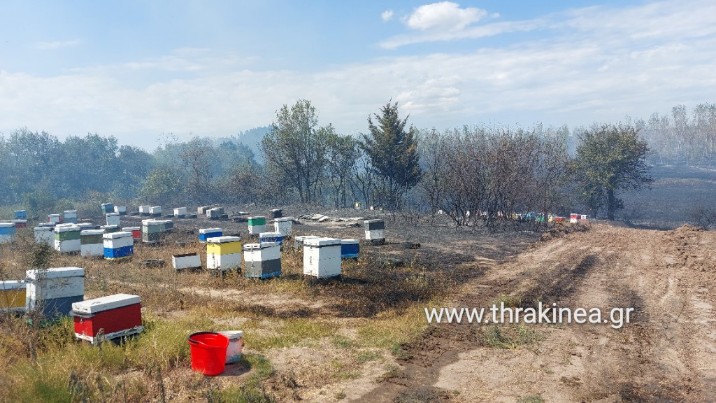Η μελισσοκομία στον Έβρο μετά τη μεγαλύτερη πυρκαγιά της Ευρώπης….
