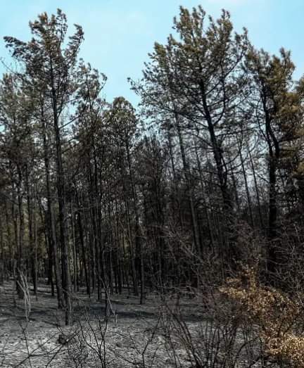 Το τμήμα Δασολογίας Διαχείρισης Περιβάλλοντος και Φυσικών Πόρων της Ορεστιάδας δεν θα αφήσει ποτέ το δάσος της Δαδιάς