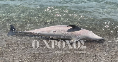 Ροδόπη: Δελφίνι ξεβράστηκε νεκρό στην παραλία Αρωγής