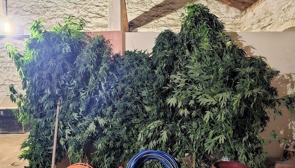 Σύλληψη για καλλιέργεια κάνναβης στον Έβρο