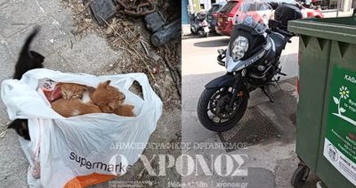 Κομοτηνή: Εγκατέλειψε γατάκια τυλιγμένα σε πλαστική σακούλα σε κάδο σκουπιδιών – Φωτογραφίες
