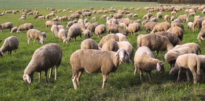Συγκέντρωση διαμαρτυρίας στην Κομοτηνή από τους Κτηνοτροφικούς Συλλόγους της ΑΜ-Θ