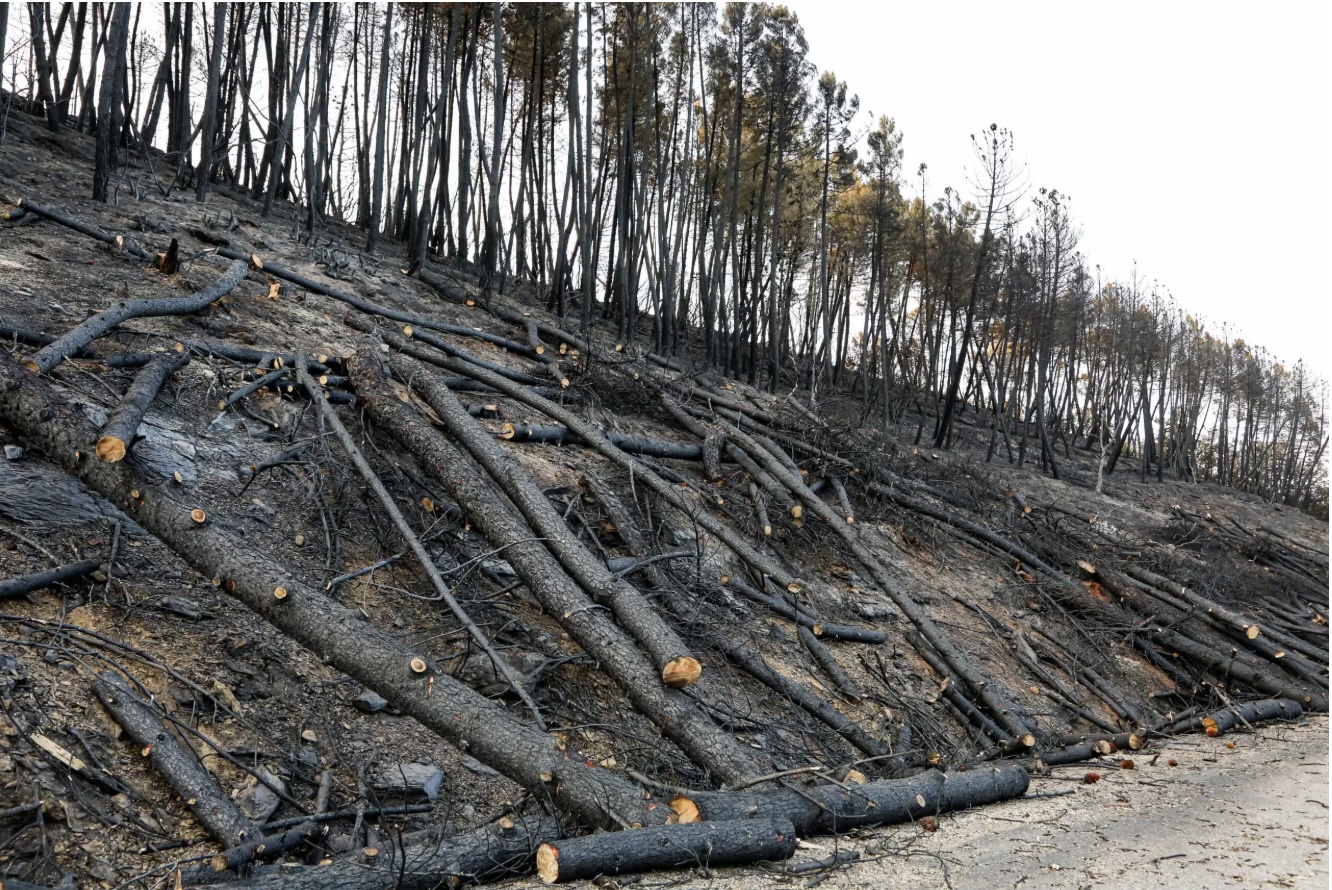 Δασαρχείο: προσοχή στο επαρχιακό και δασικό οδικό δίκτυο του δήμου Σουφλίου – πτώση καμένων δέντρων από τη μεγάλη πυρκαγιά του 2023