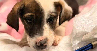 Αλεξανδρούπολη: πυροβόλησε κουτάβι και το παράτησε στο ρέμα Μαΐστρου