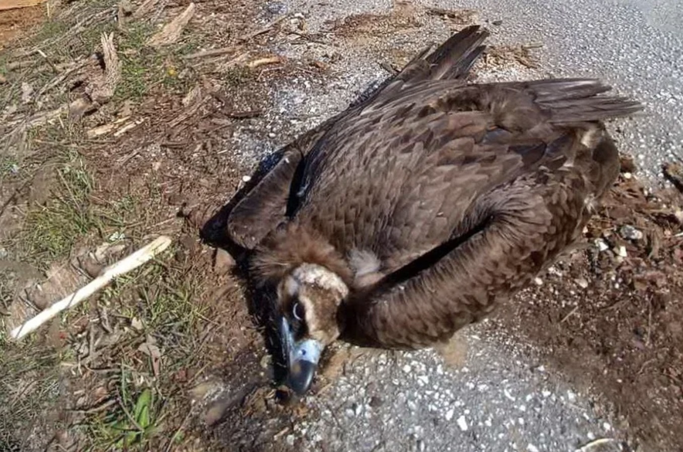 «Πρωτοφανές έγκλημα μαζικής δηλητηρίασης άγριας ζωής στη Δαδιά»