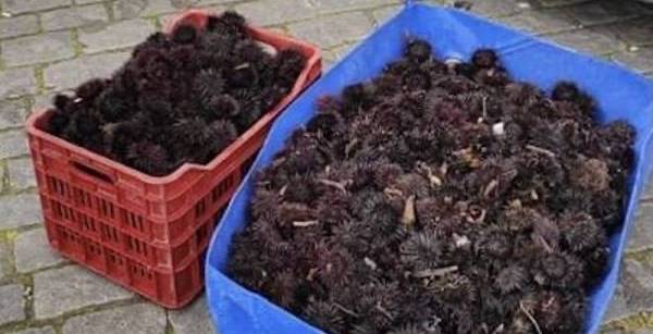 Αλεξανδρούπολη: αλίευσαν παράνομα πάνω από 800 κιλά αχινούς